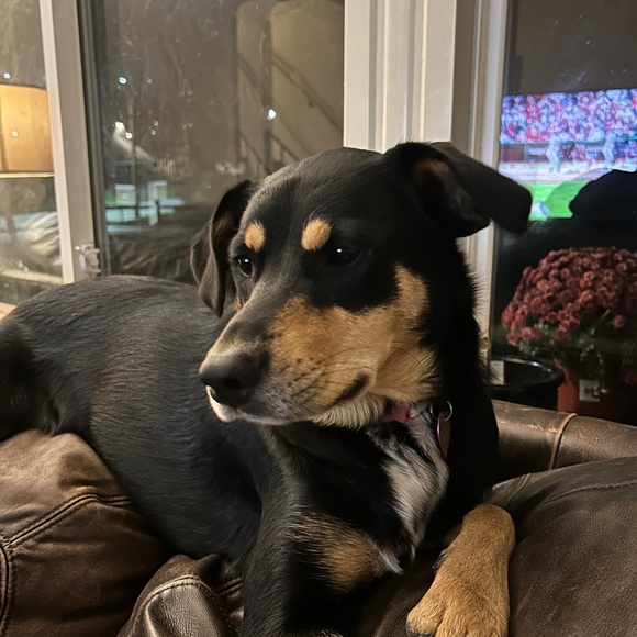 Meet your Posher, Finley - Picture 2 of 2